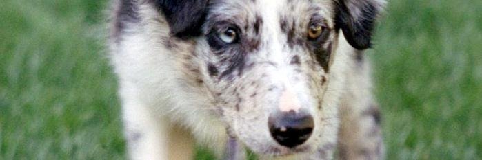 Border_Collie23's profile banner image