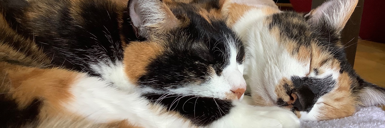 nyaxoo's profile banner image