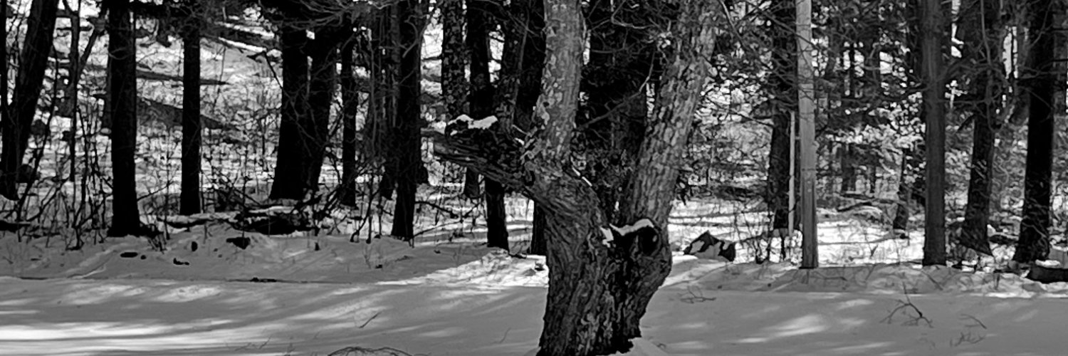 wendebaer's profile banner image