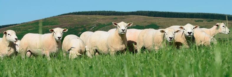 Emblefast Tups banner