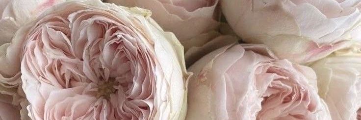 coverajge's profile banner image