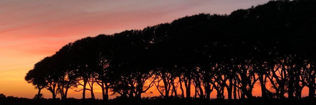 pea_squared's profile banner image