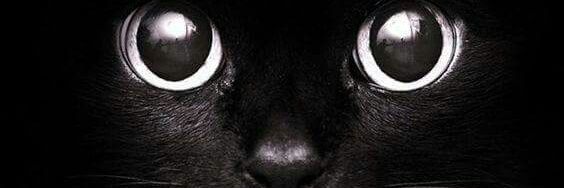 Cecy_Official's profile banner image