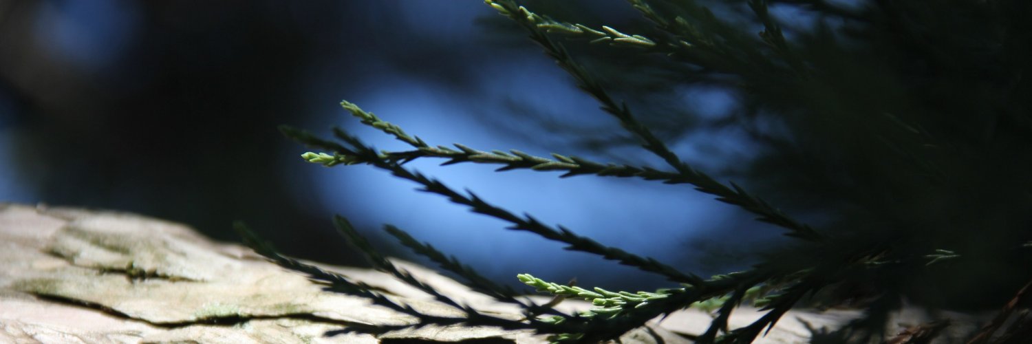 JessicaDaSilvaV's profile banner image