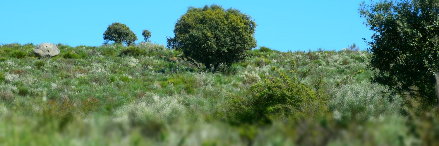 IDForestal banner