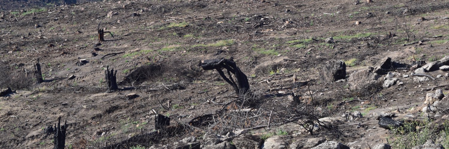 idForestal's profile banner image