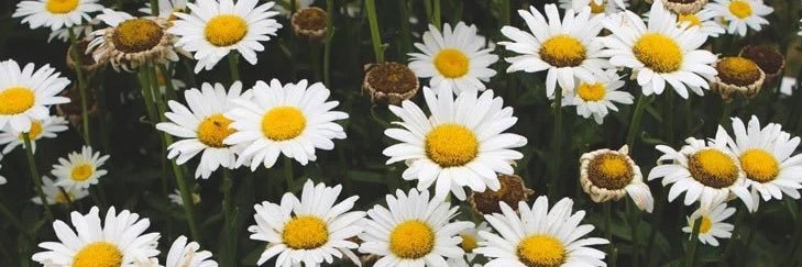 AlaynaPippin's profile banner image