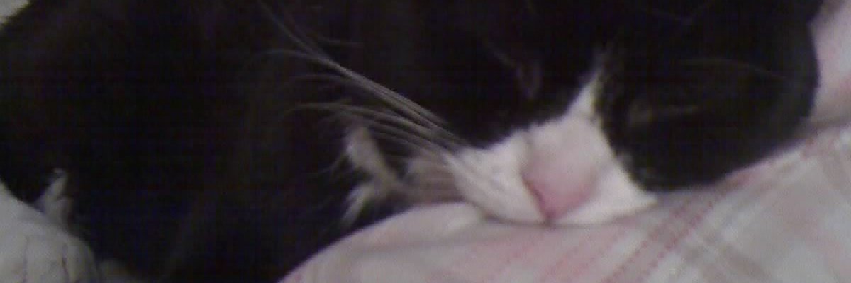 TheMillieCat's profile banner image