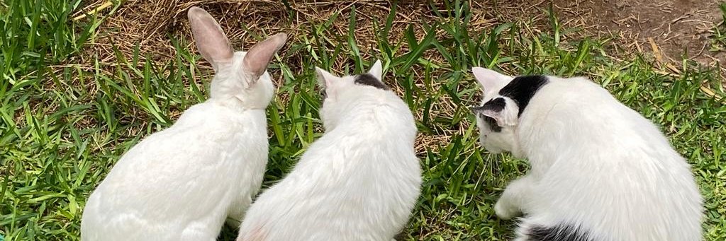 Antonio A. Aréchar banner