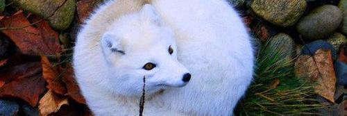 CalistaXenidis's profile banner image