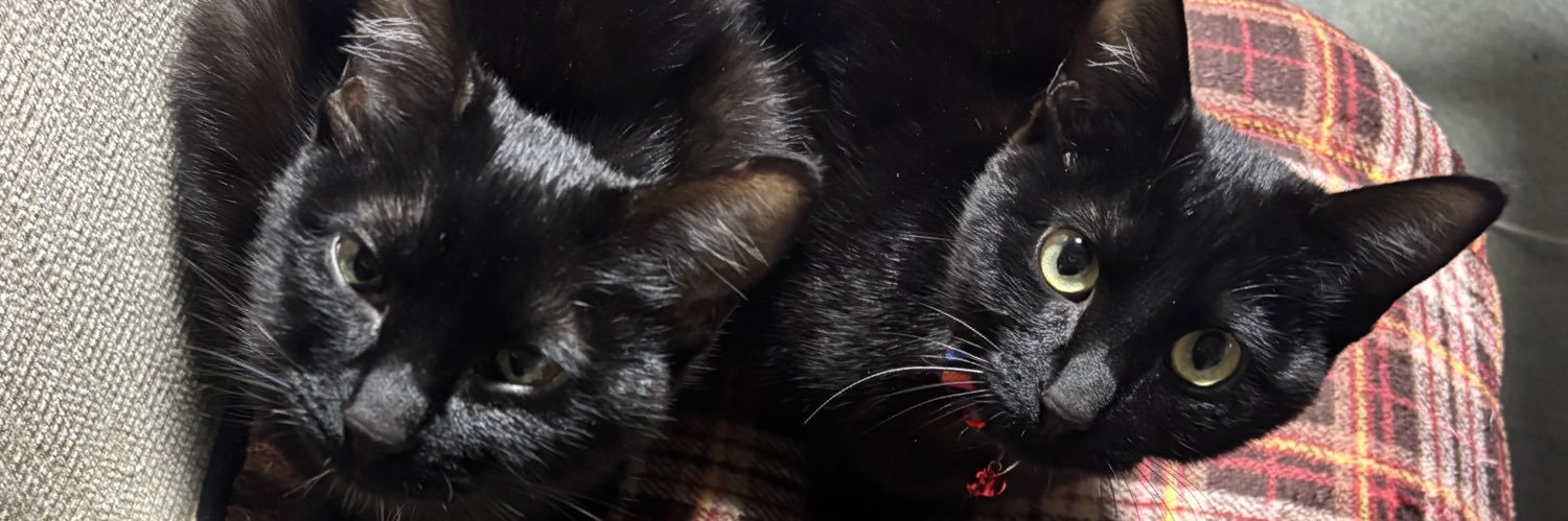bobonchuuu's profile banner image