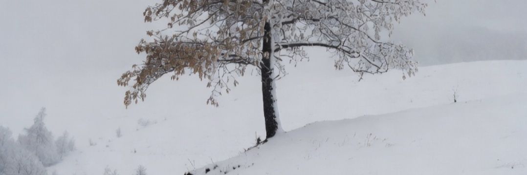 Polly Esther banner