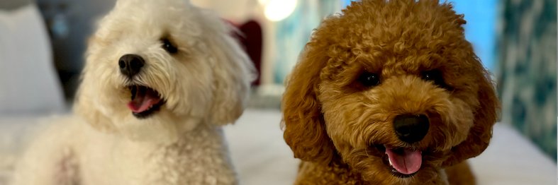 AishaBunkley's profile banner image