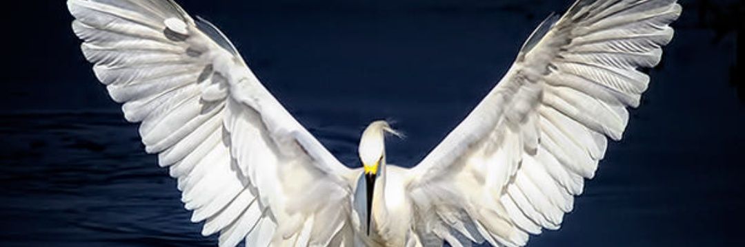 speedintlco's profile banner image