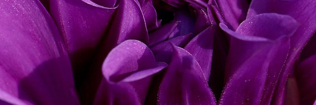 juleta1951's profile banner image