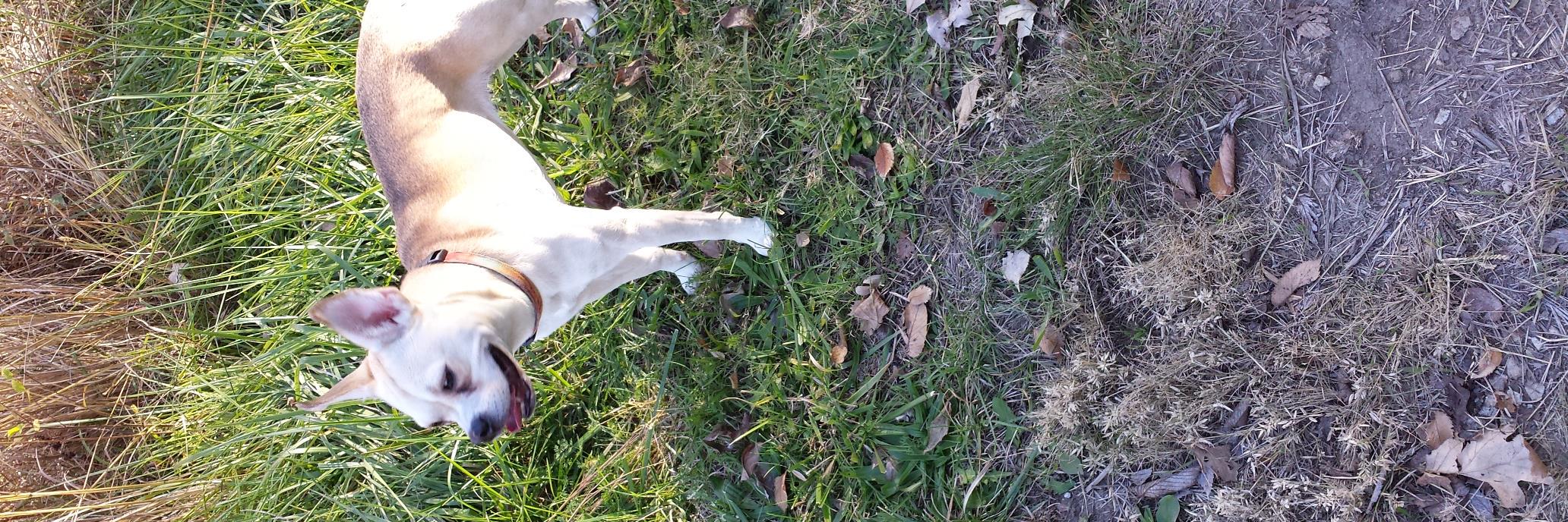 Kathy Chestnut banner