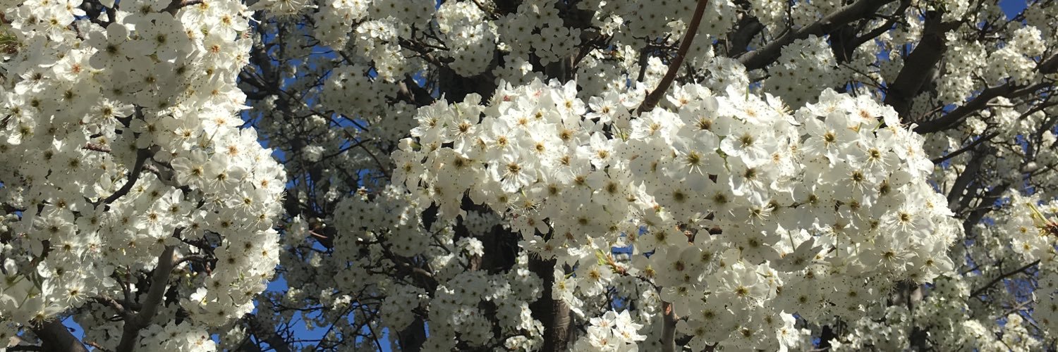 janatoliver's profile banner image