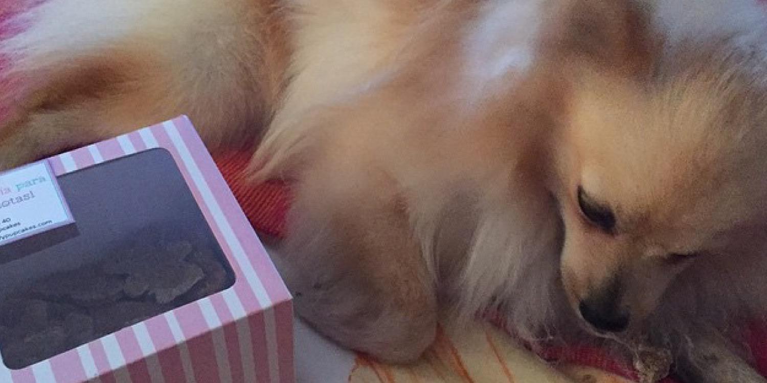 fluffypupcakes's profile banner image