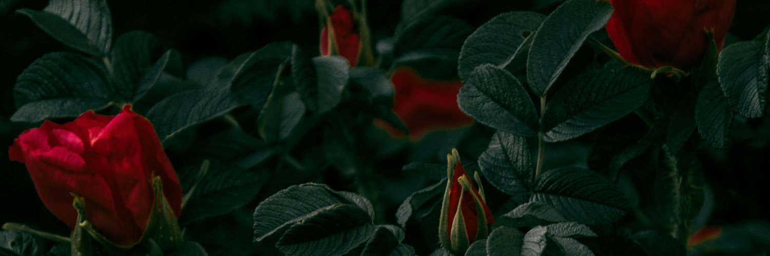 divinityxk's profile banner image