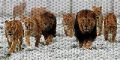 shmali665's profile banner image