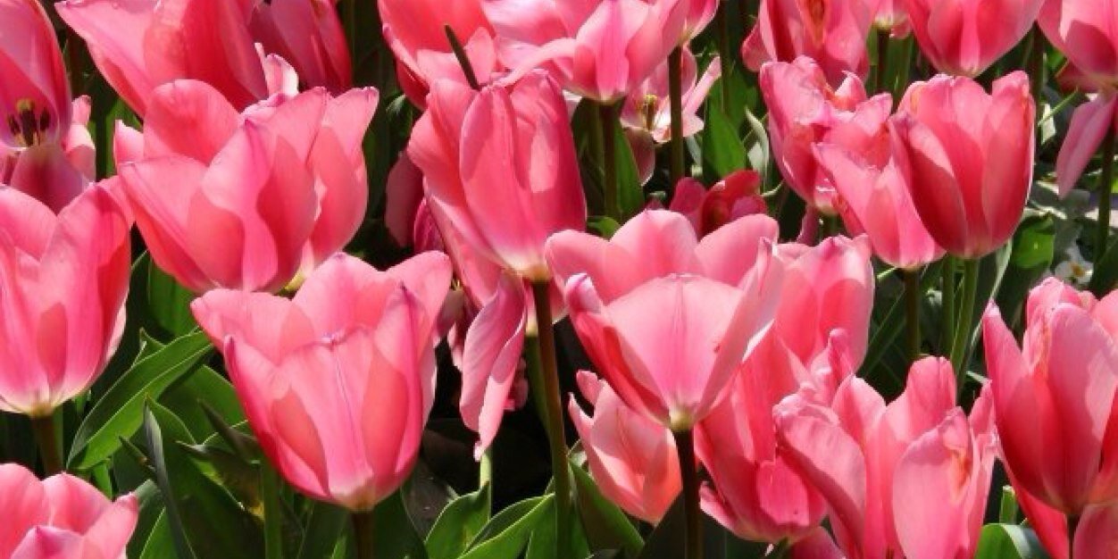 Ashley B banner