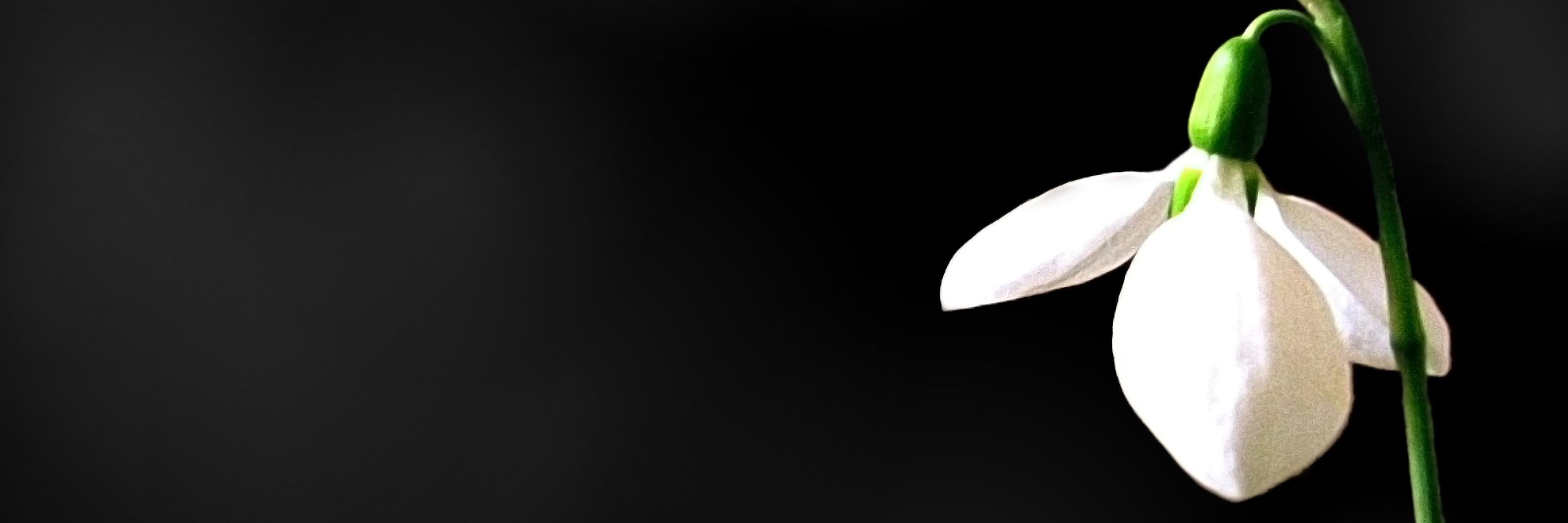 tikacyano's profile banner image