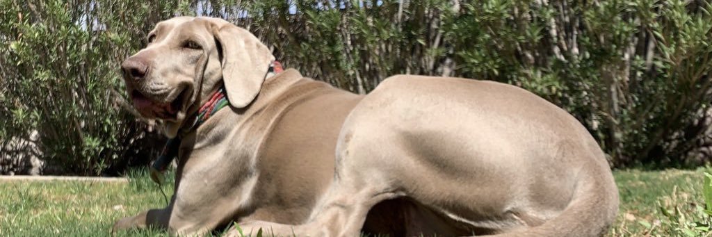 malarconn's profile banner image