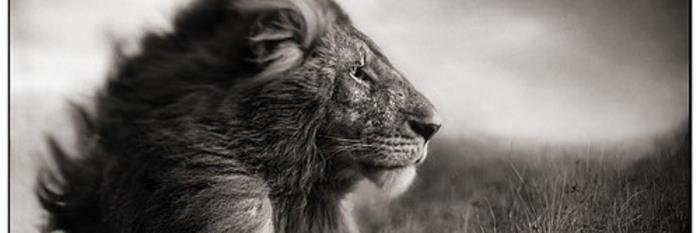 daily_roar's profile banner image