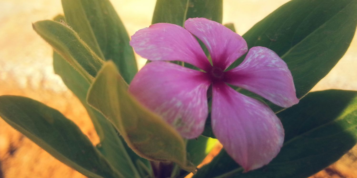 doja_mimo's profile banner image