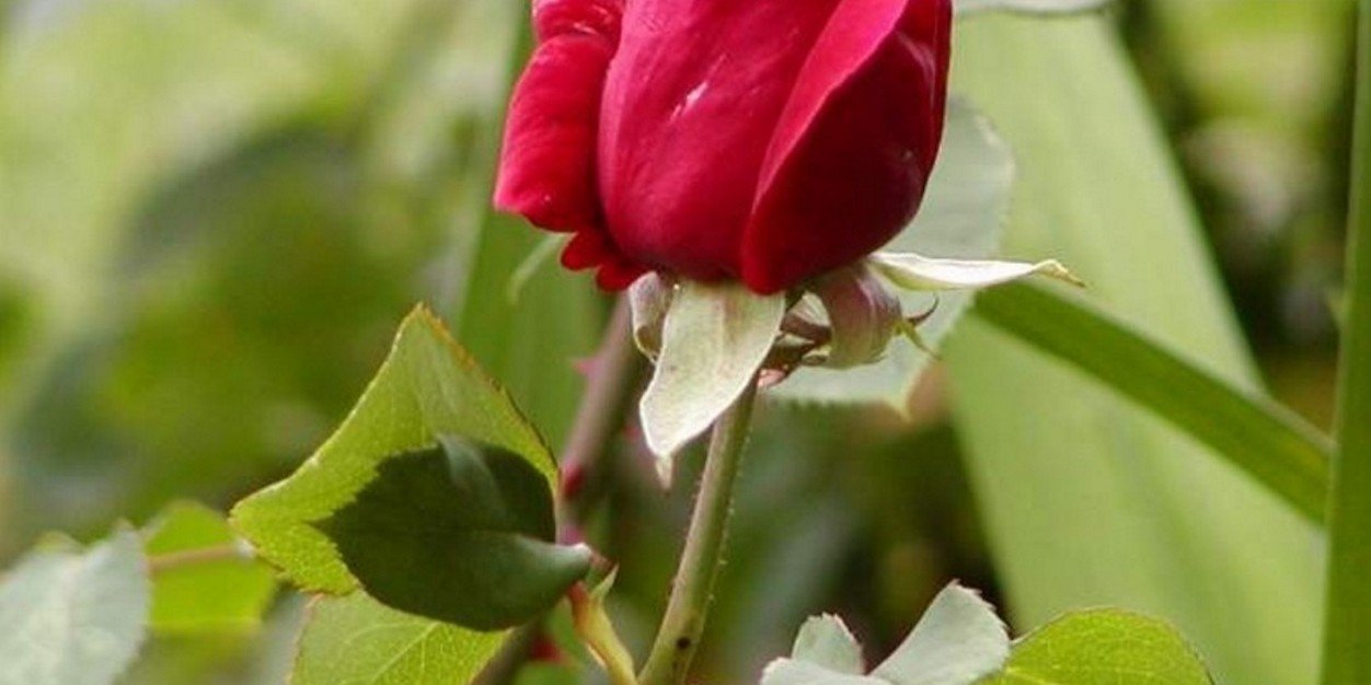 PetrRobert's profile banner image