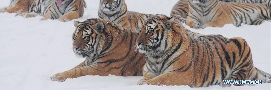 icecrystal1419's profile banner image