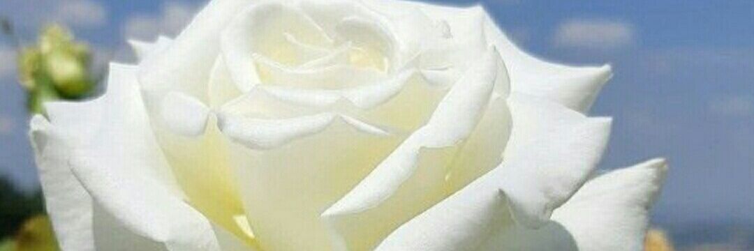 nvazzsa's profile banner image