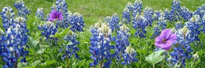 Letter writer 🇺🇸 🦅 banner