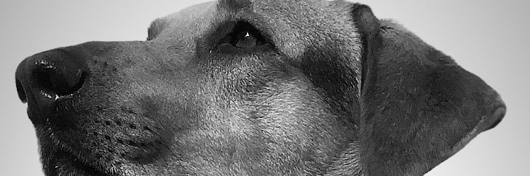 fedegeg12's profile banner image
