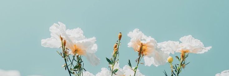 sayuke2's profile banner image