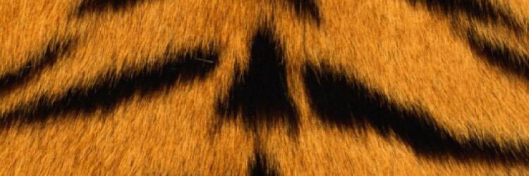 Tora_9009's profile banner image