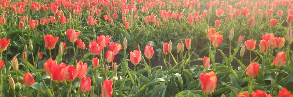 tuli_pretty's profile banner image