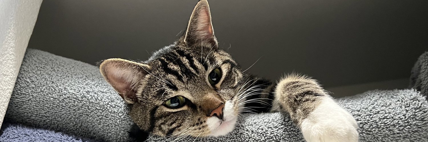 apnkfrenchfry's profile banner image