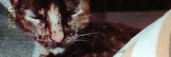 AguusWaltter's profile banner image