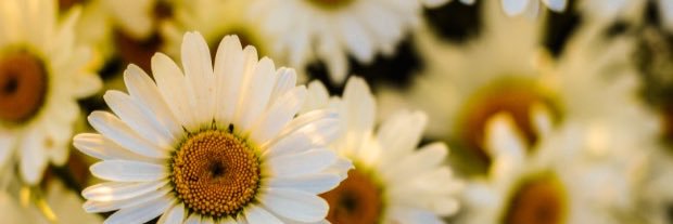 haleyfarnz's profile banner image