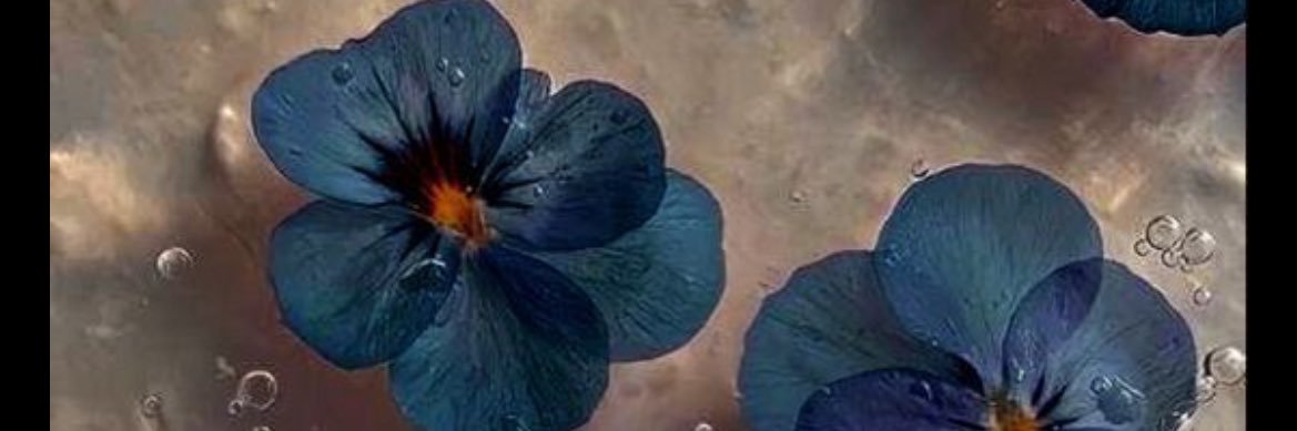 dashatanteria's profile banner image
