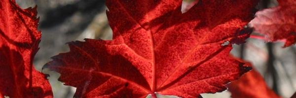 ckoehrn's profile banner image