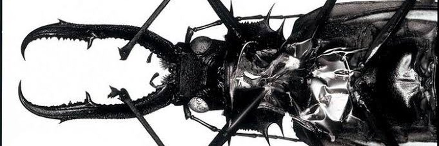 syntate's profile banner image
