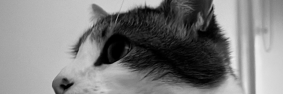 margothgnn's profile banner image