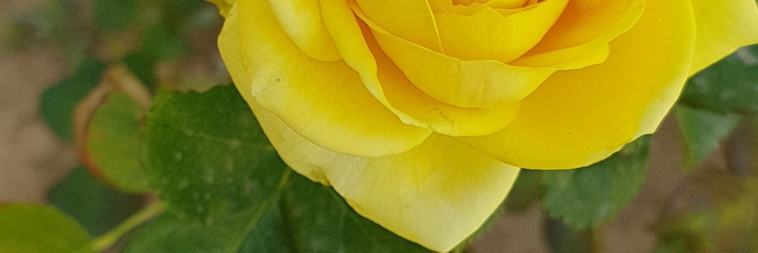 TAlharbl's profile banner image