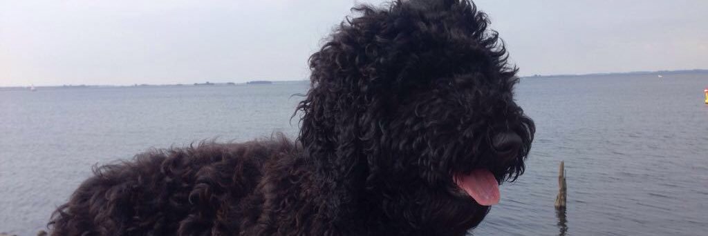 ZeeuwschJohn's profile banner image