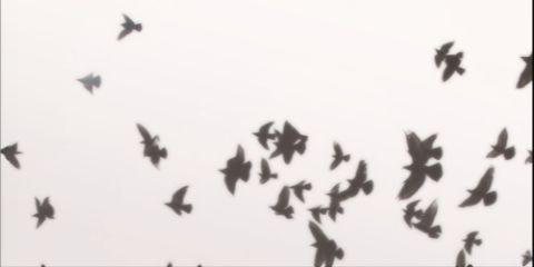 (Ale)xander Kozlov. banner