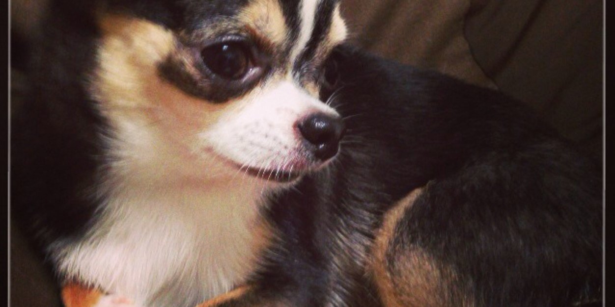 Lapoooooooooooo's profile banner image
