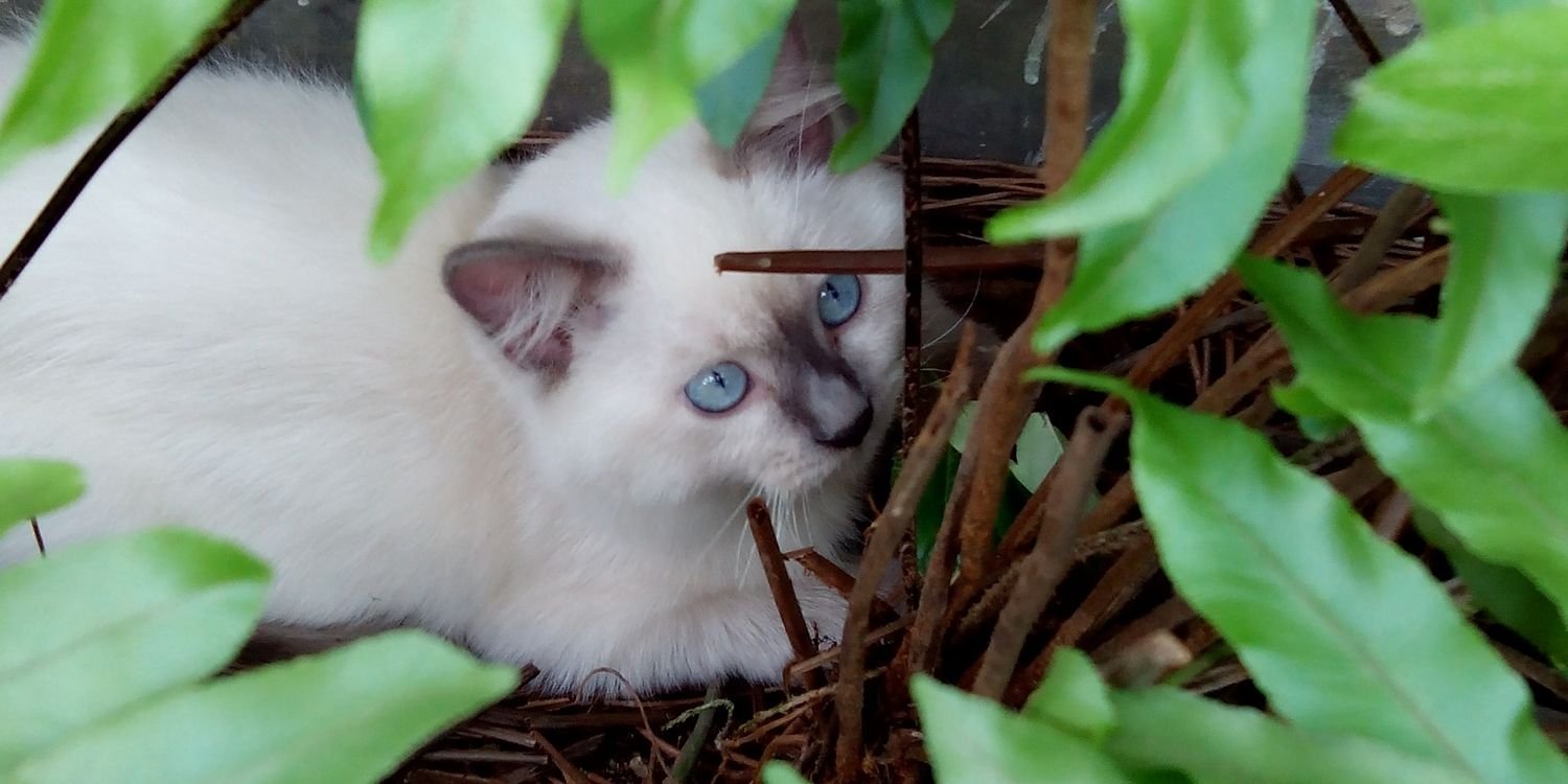 kekekucing's profile banner image