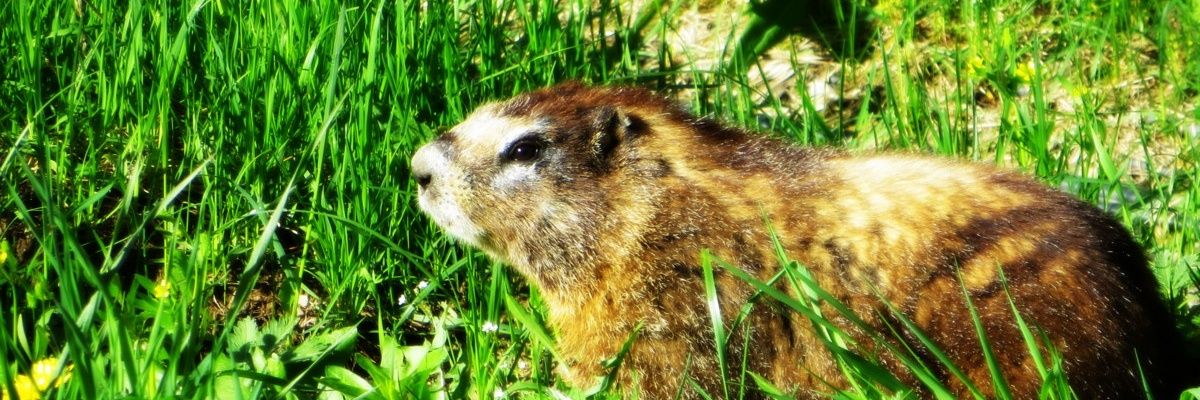 marmotqueen's profile banner image